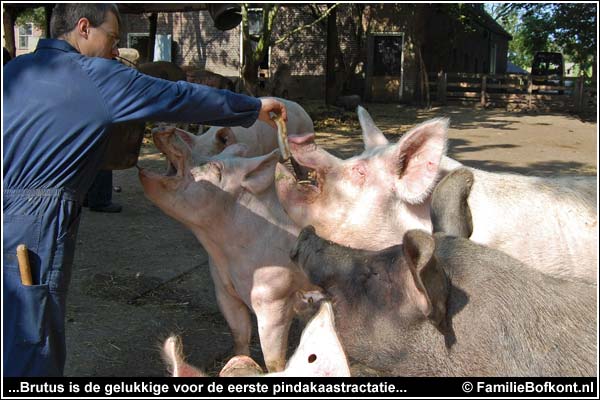 is zantac een maagbeschermer